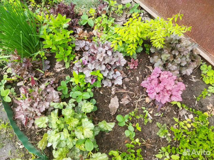 Почвопокровные растения