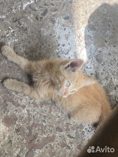 Котята бесплатно