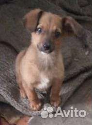 Собачка и щенки