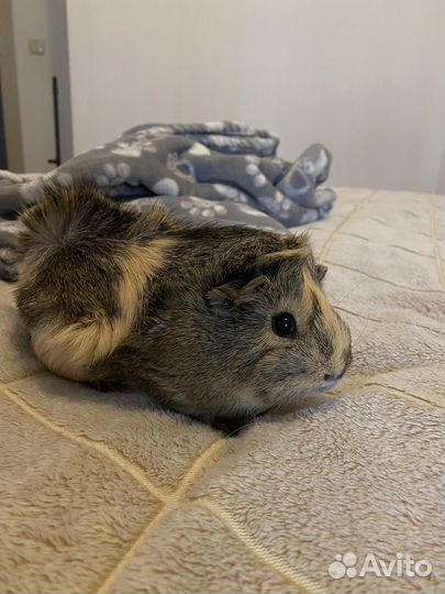 Морские свинки