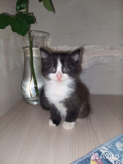 Котята ищут мам, пап
