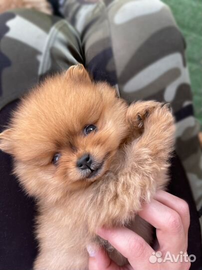 Щенки померанского шпица