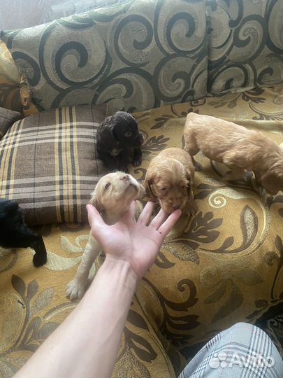 Щенки русского охотничего спаниеля