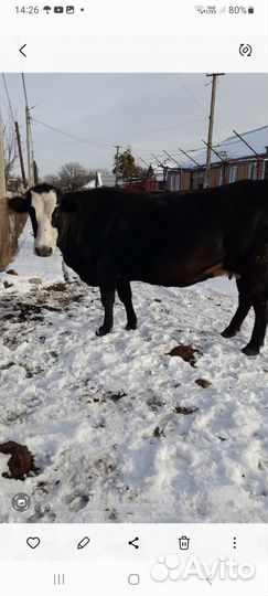 Корова стельная