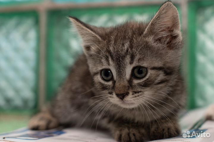 Отдаются котята в добрые руки