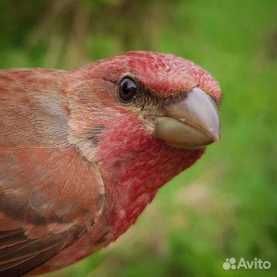 Певчие птицы