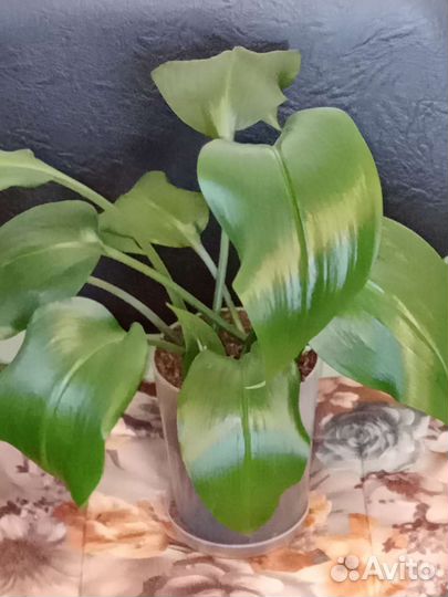 Эухарис амазонский