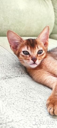 Абиссинские котята