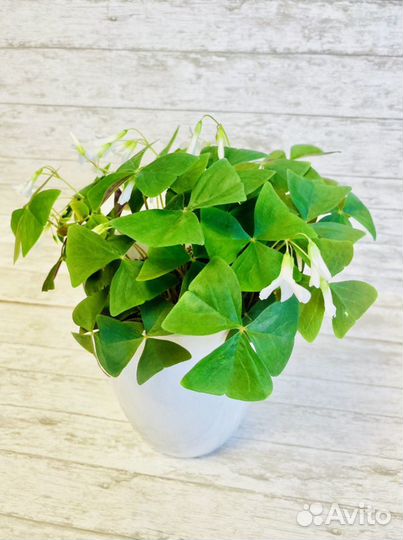 Кислица оксалис зеленый