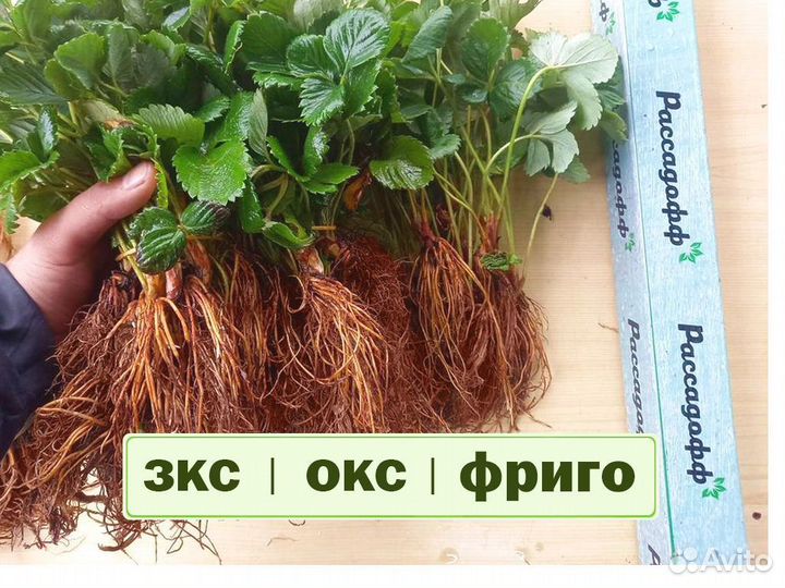 Рассада клубники. Оптом