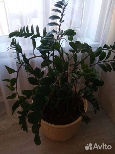 Замиокулькас домашние цветы