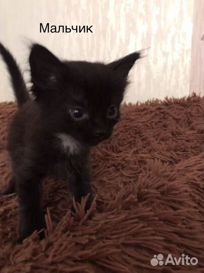 Котята