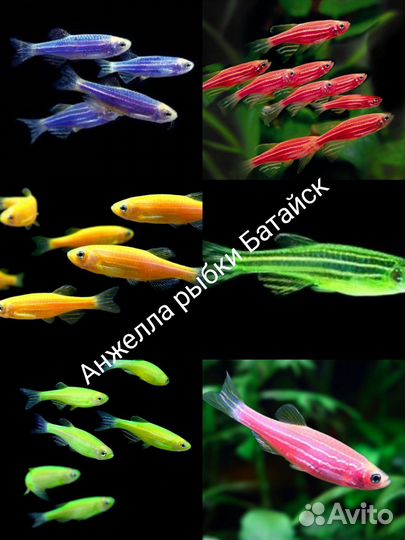 Самые красивые рыбки В батайске