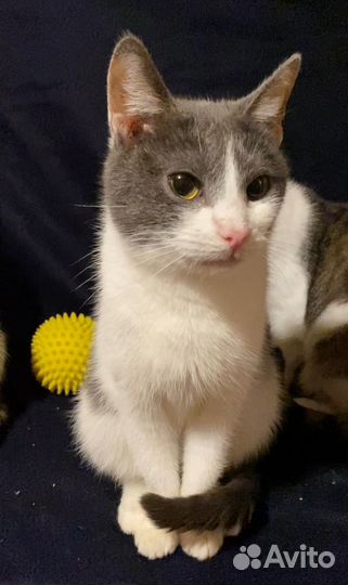 Кошка Ксюша 5 лет