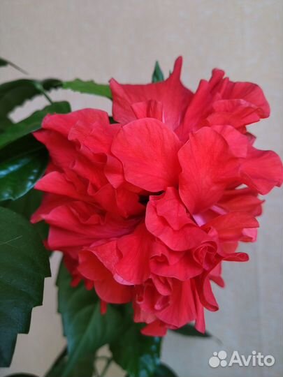 Гибискус китайская роза махровый