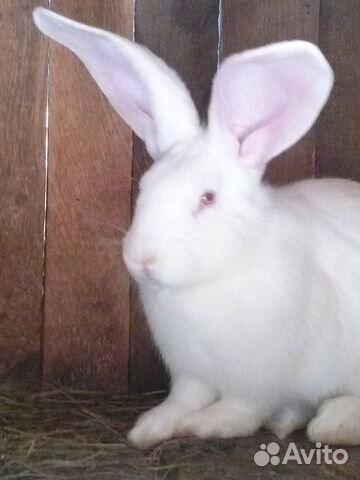 Авито елец животные. Авито елец животные. Авито елец животные, корма. Серый великан фото. Авито елец животные.