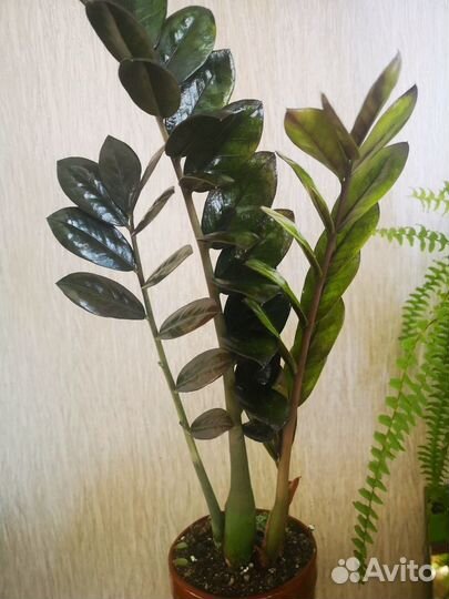 Замиокулькас Равен