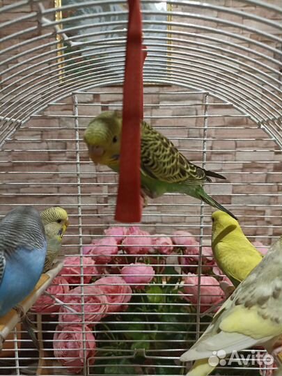 Волнистые попугайчики птенчики