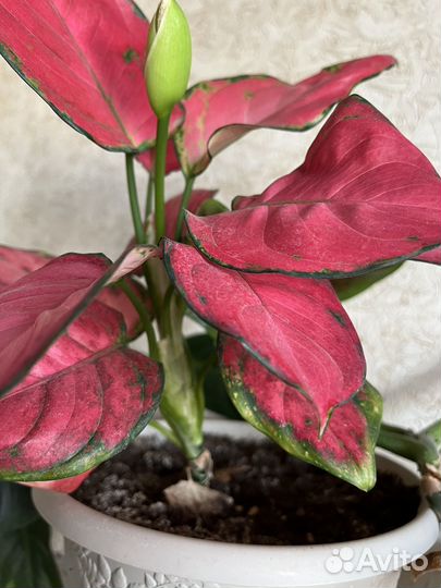 Аглаонема ред валентин