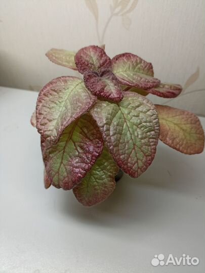 Эписции сортовые