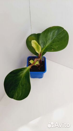 Традесканция,каллизия,пеперомии