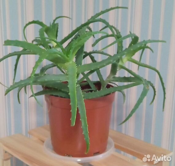 Большое офисное растение монстера