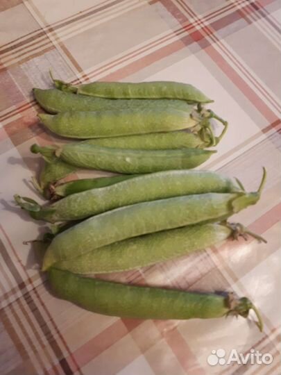 Горох. Семена