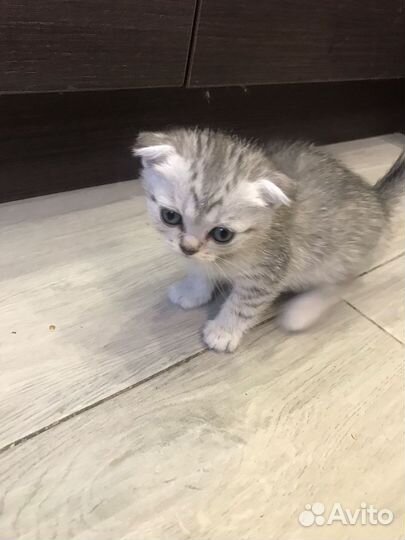 Британские котята