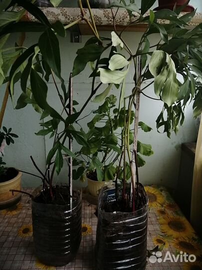 Многолетние цветы, саженцы пионов