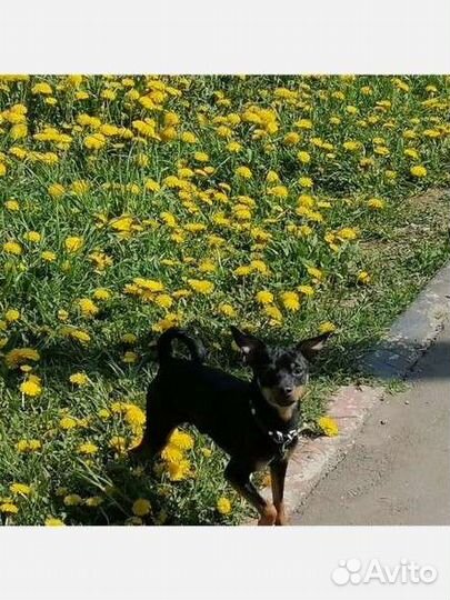 Кобель той терьер 1 год вязка