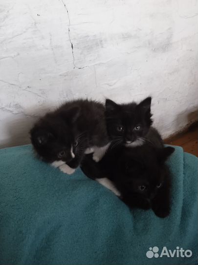 Отдам котят