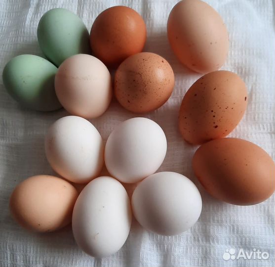 Инкубационное яйцо