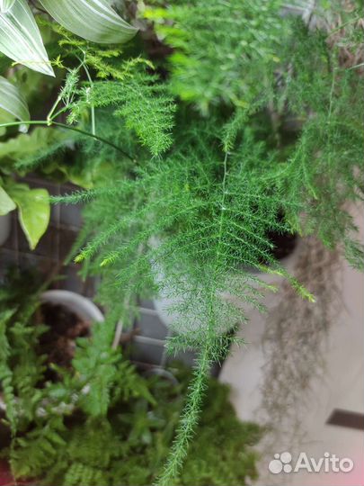 Аспарагус пушистик