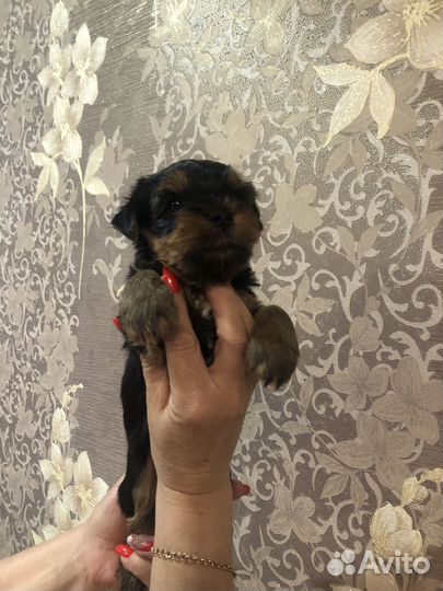 Йоркширский терьр