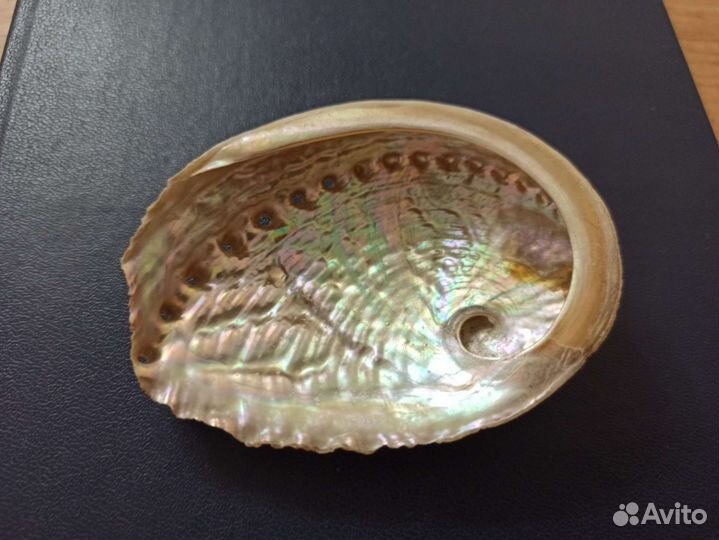 Морская раковина