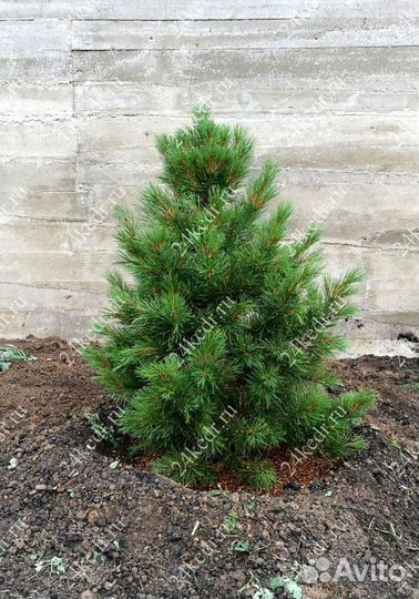 Сибирский кедр экстра класс. Саженцы