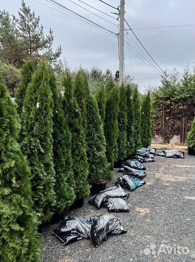 Туя из питомника с доставкой