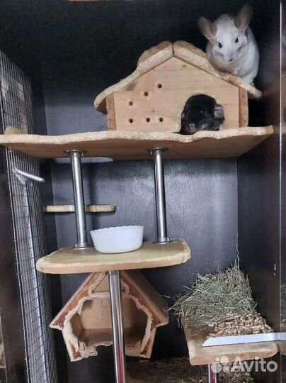 Витрина для шиншилл