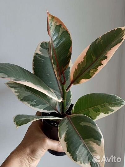 Фикусы Комнатные растения Большие