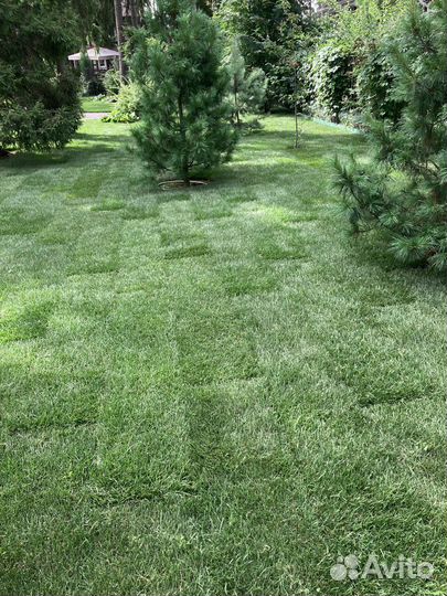 Рулонный газон продажа/укладка