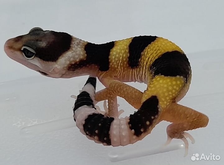 Эублефары. Самки. 2023 год. Геккон