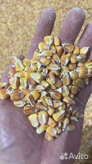 Кукуруза свежий урожай