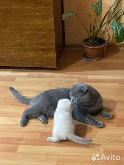 Случка кота