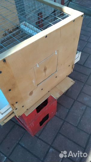 Клетки для перепелов бу