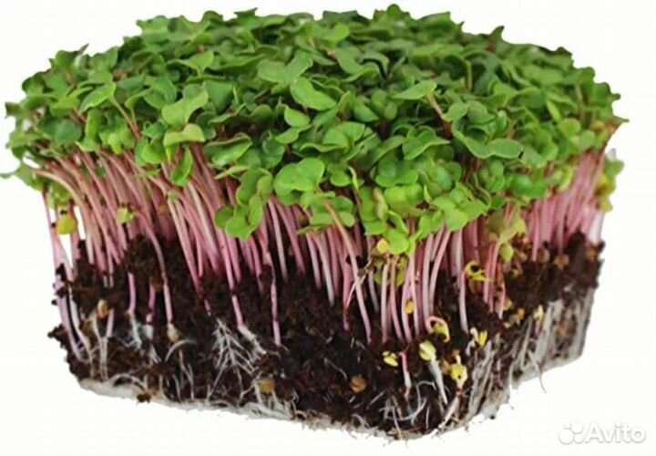 Микрозелень