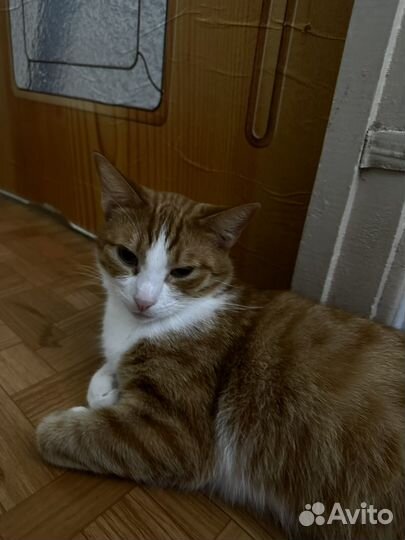 Кот и кошечка