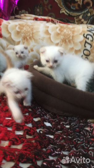 Котята шотландские