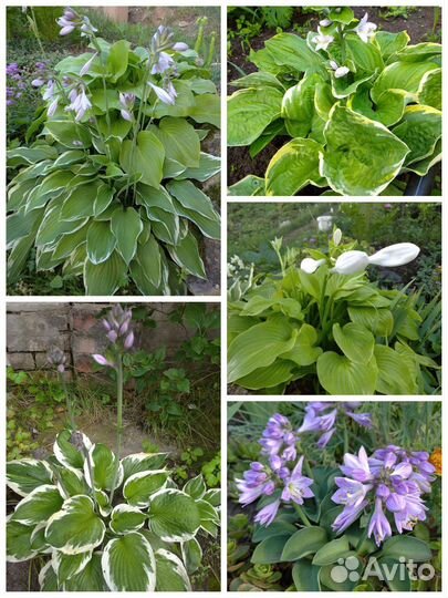 Цветы уличные многолетние №2