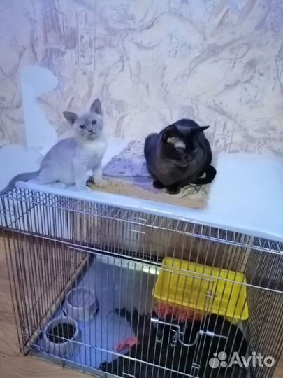 Европейская бурма