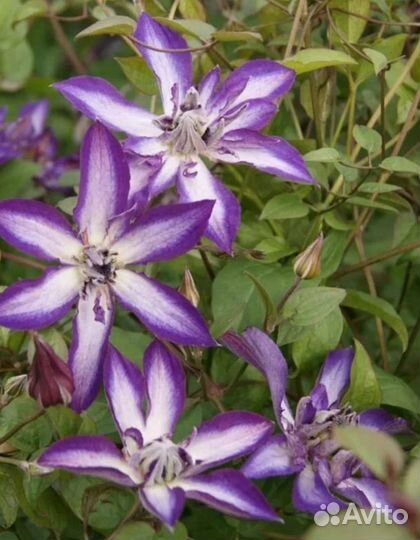 Саженцы клематиса